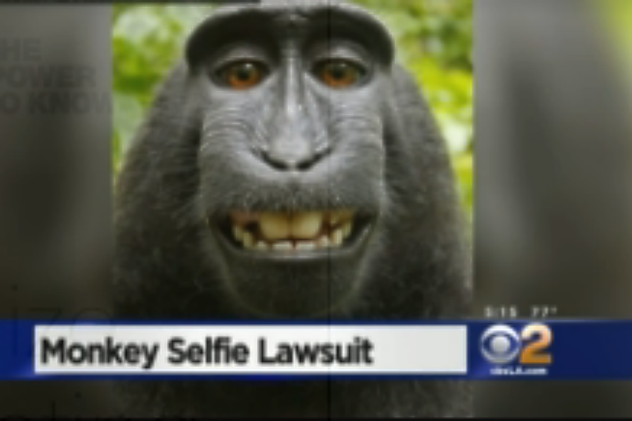 When a monkey takes a selfie, who owns it? - CSMonitor.com
